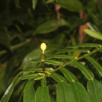 Pothos hookeri Schott